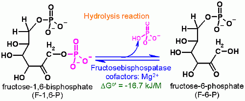Fructose-1,6-bisphosphatase Reaction