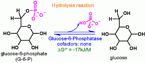 glucose-6-phosphatase Reaction