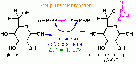 Hexokinase Reaction