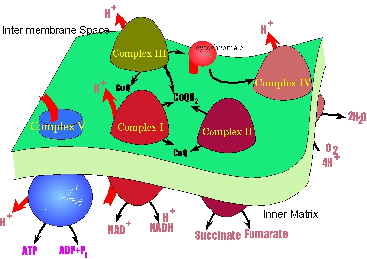 Oxidative phosphorylation summary