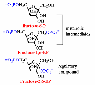 fructose-2,6-bisphosphate