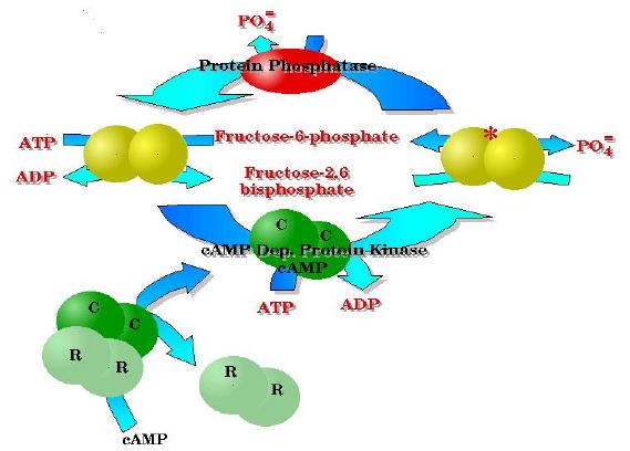 PFK-2/F26BPase activities