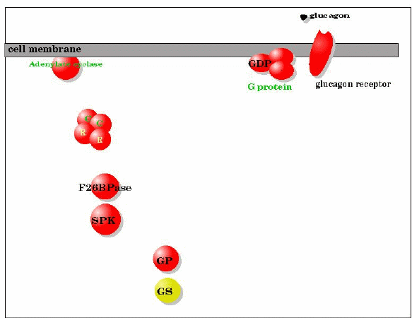 glucagon effect animation